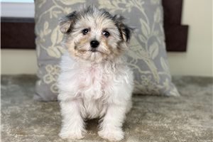 Emerson - Malti Poo - Maltipoo for sale