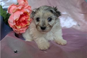 Emerson - puppy for sale