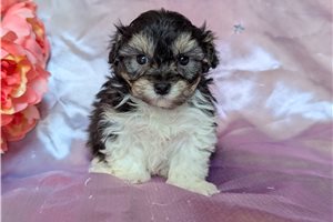 Elias - puppy for sale