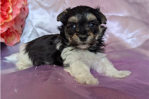 Emilio - Malti Poo - Maltipoo for sale