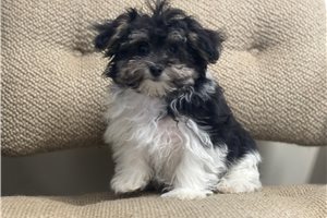 Evelyn - Malti Poo - Maltipoo for sale