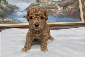 Isaac - Goldendoodle, Mini for sale
