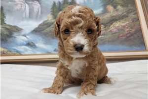 Isla - puppy for sale