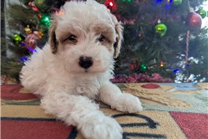 Garrison - Goldendoodle, Mini for sale