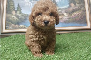 Isaac - Mini Goldendoodle for sale
