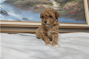 Sarah - puppy for sale