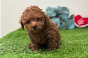 Samuel - Goldendoodle, Mini for sale