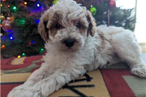 Gracie - Goldendoodle, Mini for sale