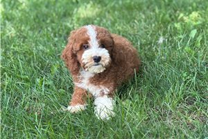 Blackjack - Goldendoodle, Mini for sale