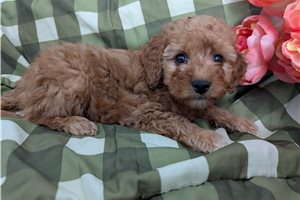 Piper - puppy for sale