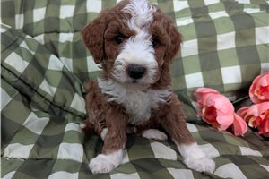 Patrick - puppy for sale