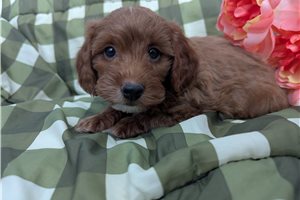 Peter - puppy for sale