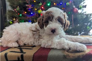 Gloria - Goldendoodle, Mini for sale