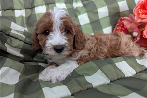 Phoebe - puppy for sale