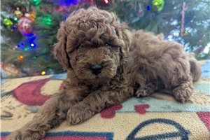 Galen - Goldendoodle, Mini for sale