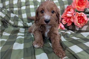 Parker - puppy for sale