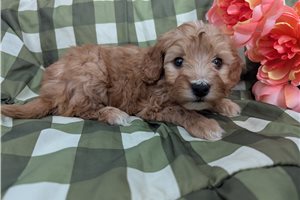 Penny - puppy for sale