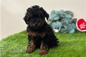Sammy - Goldendoodle, Mini for sale
