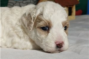 Diana - puppy for sale