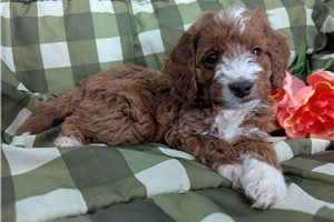 Presley - puppy for sale