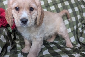 Champ - puppy for sale