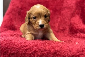 Charlotte - Mixed/Other for sale