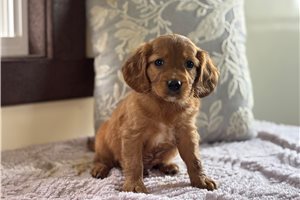 Carter - Mixed/Other for sale