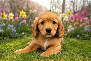 Caroline - Mixed/Other for sale