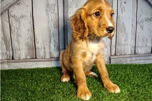 Caleb - Mixed/Other for sale