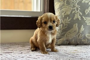 Cameron - Mixed/Other for sale