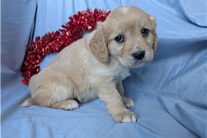 Camden - puppy for sale