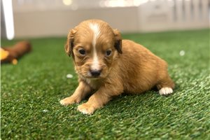 Caleb - Mixed/Other for sale