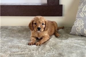 Chloe - Mixed/Other for sale