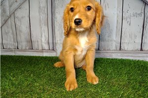 Charlotte - Mixed/Other for sale