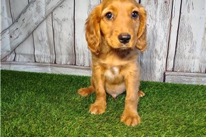 Carter - puppy for sale
