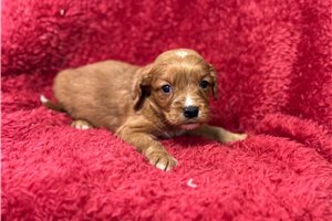 Cooper - puppy for sale