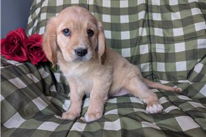 Camden - Mixed/Other for sale