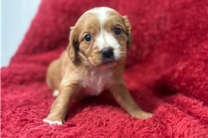 Camila - Mixed/Other for sale