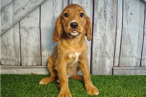 Cooper - Mixed/Other for sale