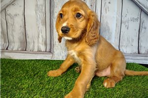 Cooper - Mixed/Other for sale