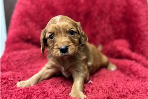 Carter - puppy for sale