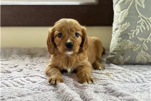Cooper - Mixed/Other for sale