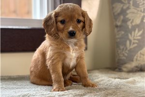 Charlotte - Mixed/Other for sale