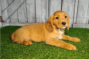 Charles - Mixed/Other for sale