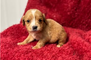 Cameron - Mixed/Other for sale