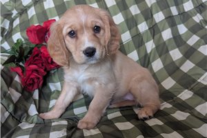 Callie - puppy for sale
