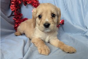 Calista - puppy for sale