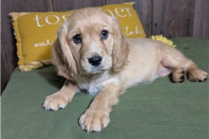 Calista - puppy for sale