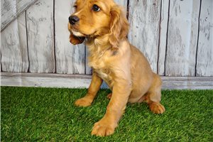 Chloe - Mixed/Other for sale