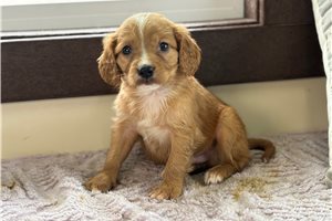 Caleb - Mixed/Other for sale